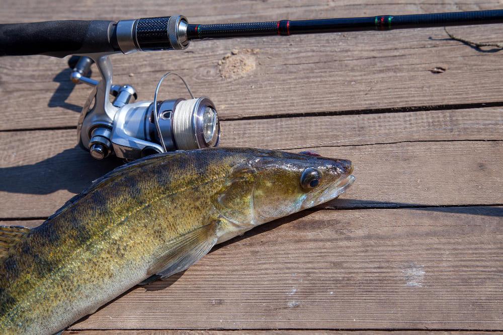 Río Paraná: Mejores lugares y tácticas de pesca